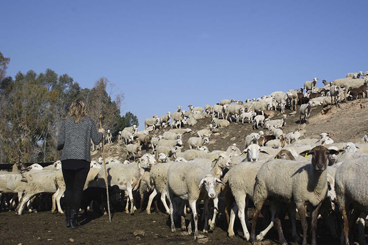 Día de pastoreo